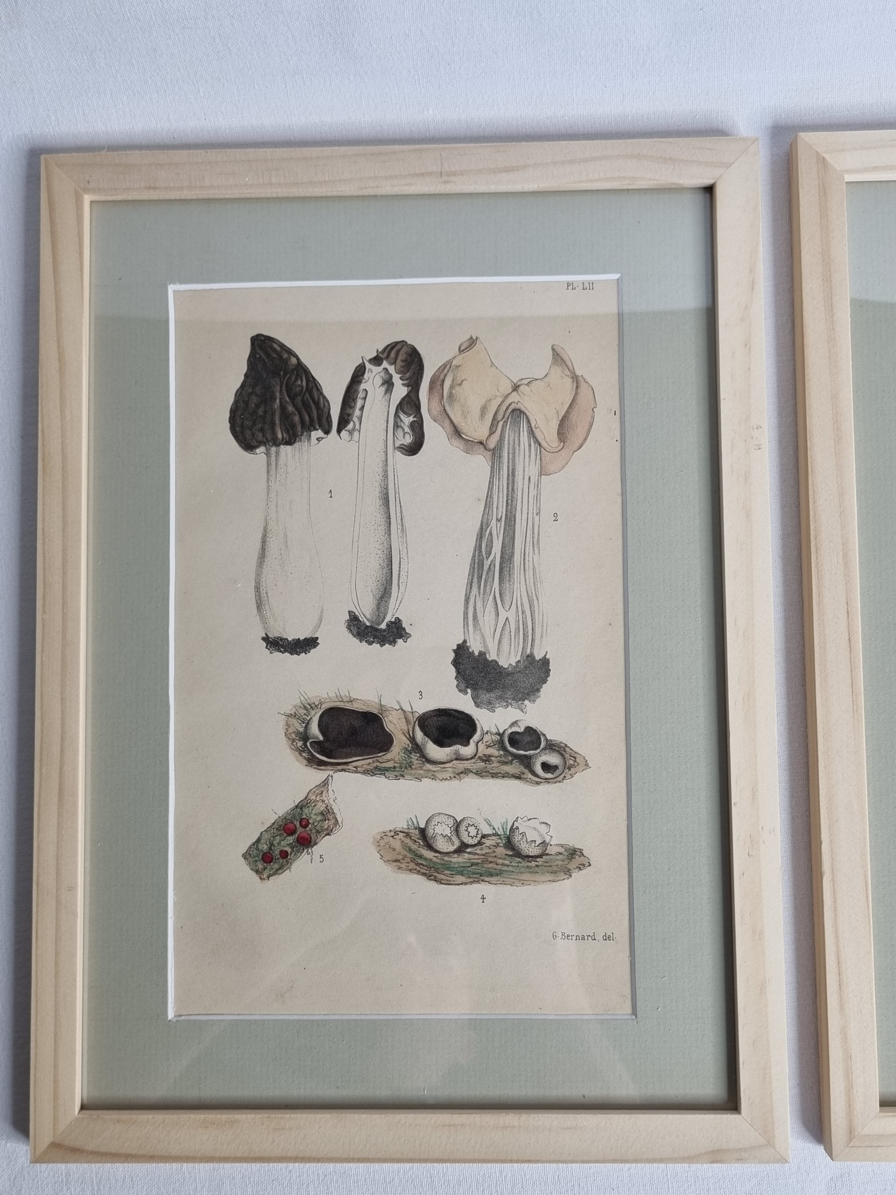 Two old engravings of watercolor mushrooms nineteenth century after G. Bernard