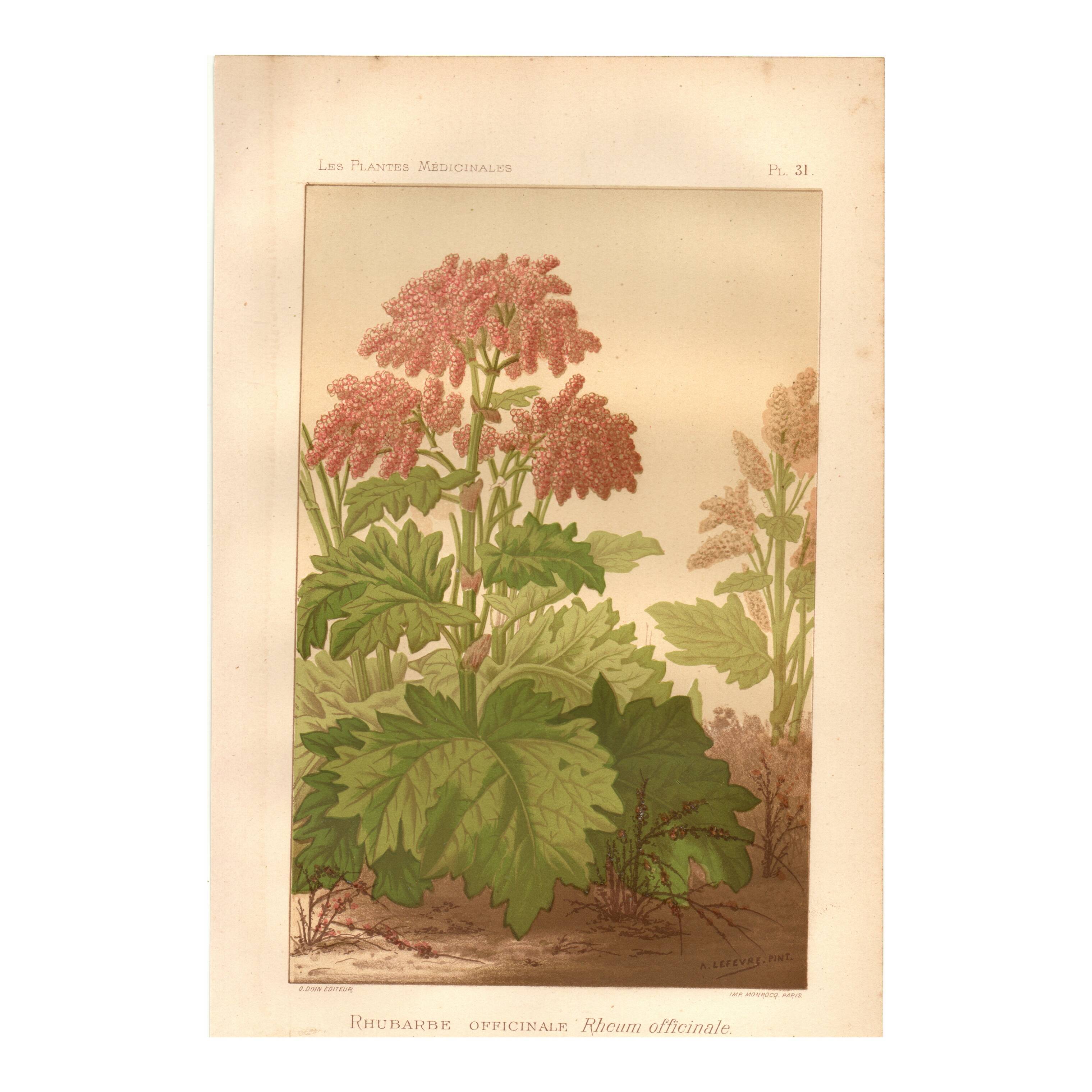 Botanical engraving from 1889 - Common rhubarb. Antique lithograph.