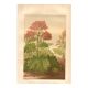 Botanical engraving from 1889 - Common rhubarb. Antique lithograph.
