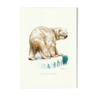 Impression scolaire vintage d'un ours polaire