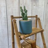 Rattan shelf