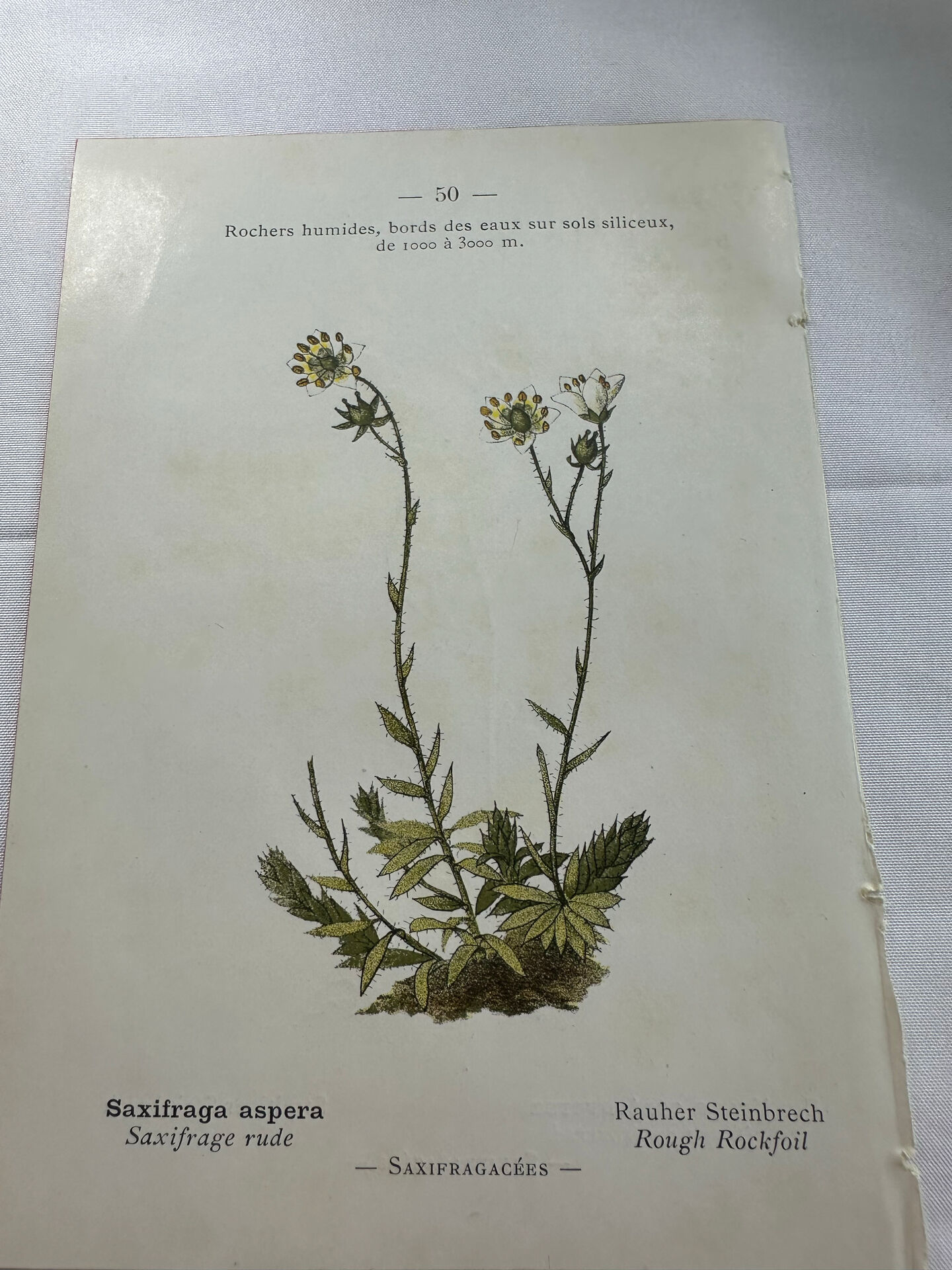 Old botanical plate of French flowers, double-sided.