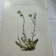 Old botanical plate of French flowers, double-sided.