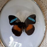 Papillon encadré dans un cadre ovale bombé ancien