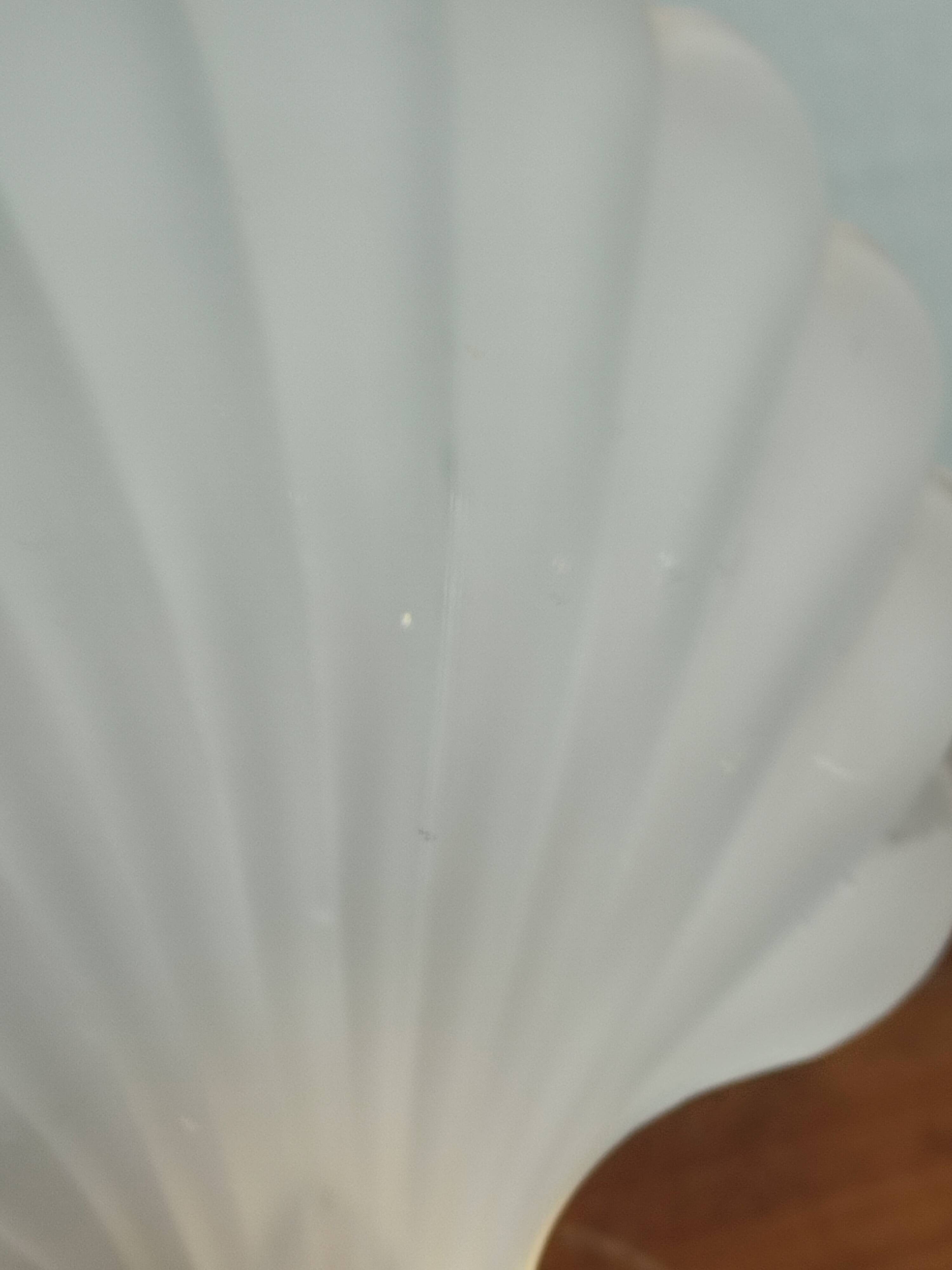 Vintage frosted glass shell wall sconces