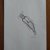 Illustration insecte