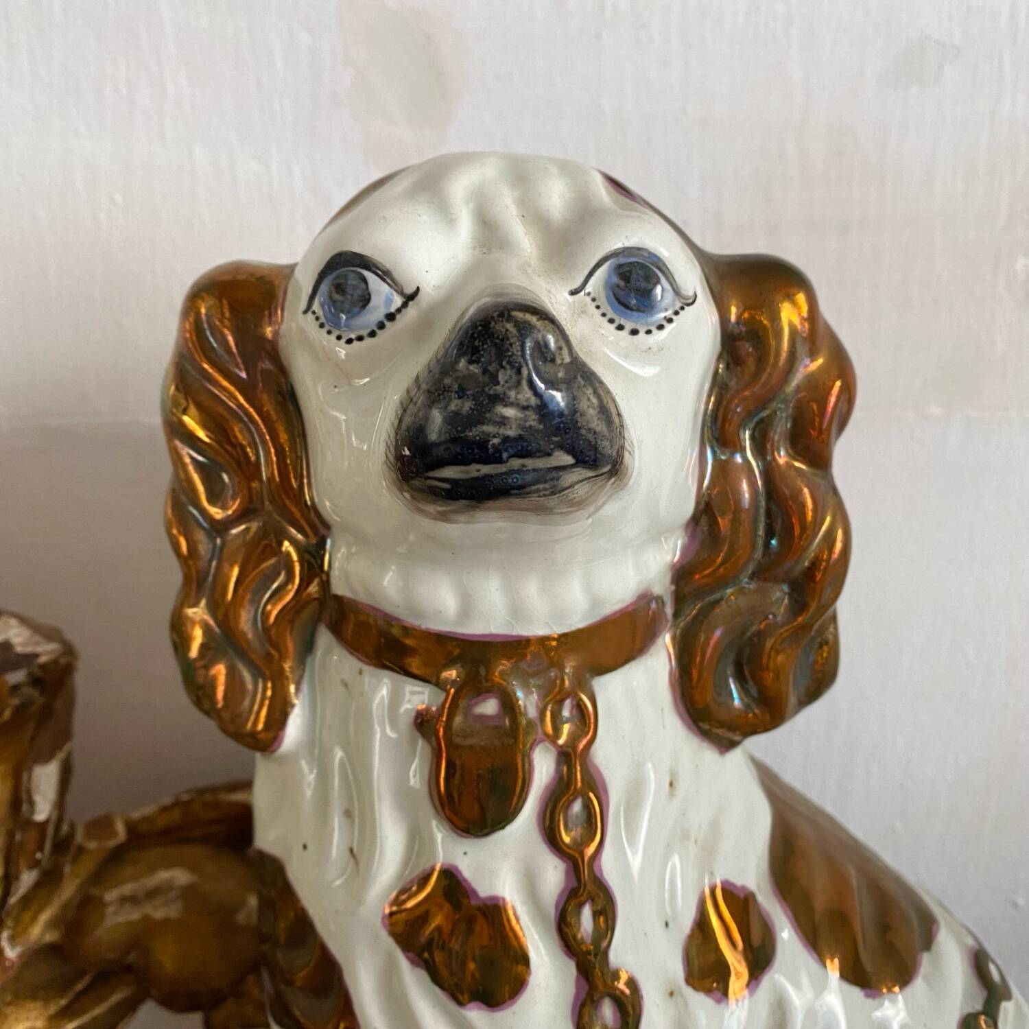 Chien Straffordshire , cavalier King, Charles