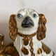 Chien Straffordshire , cavalier King, Charles