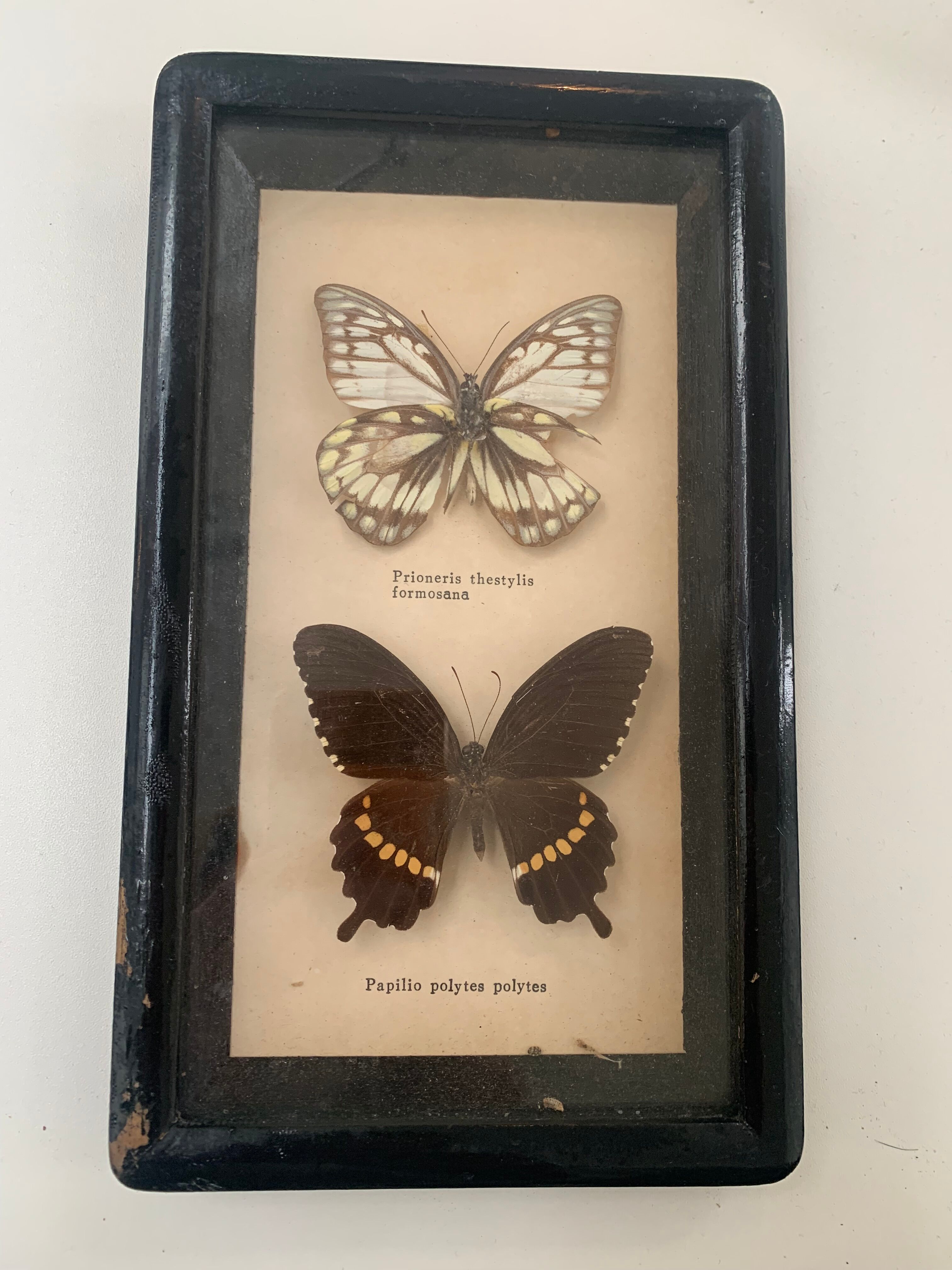 Vintage Display Of  Two Butterfly's, Taxidermy