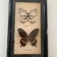 Vintage Display Of  Two Butterfly's, Taxidermy