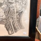 Old Print Engraving by Friderici Arnoldi Icones of the Nerves of the Head