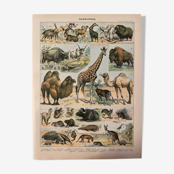 Lithographie gravure mammifères de 1897 (1)