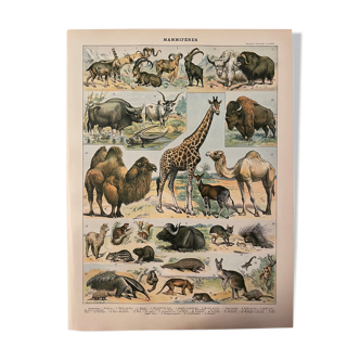Lithograph engraving mammals of 1897
