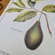 Imprimée en 1986, l'avocatier, planche botanique
