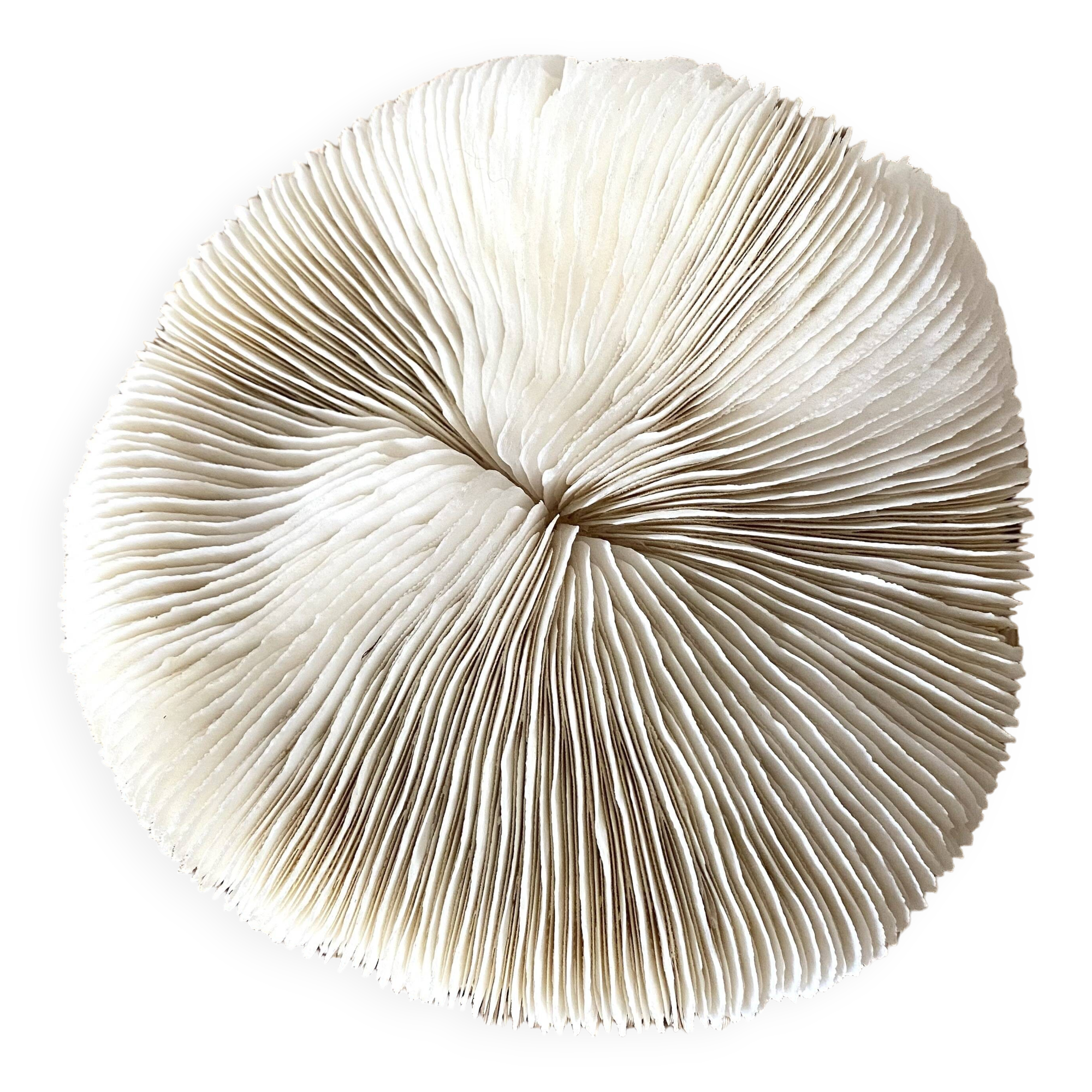 White Coral Fungia 70s