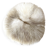 White Coral Fungia 70s