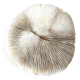 White Coral Fungia 70s