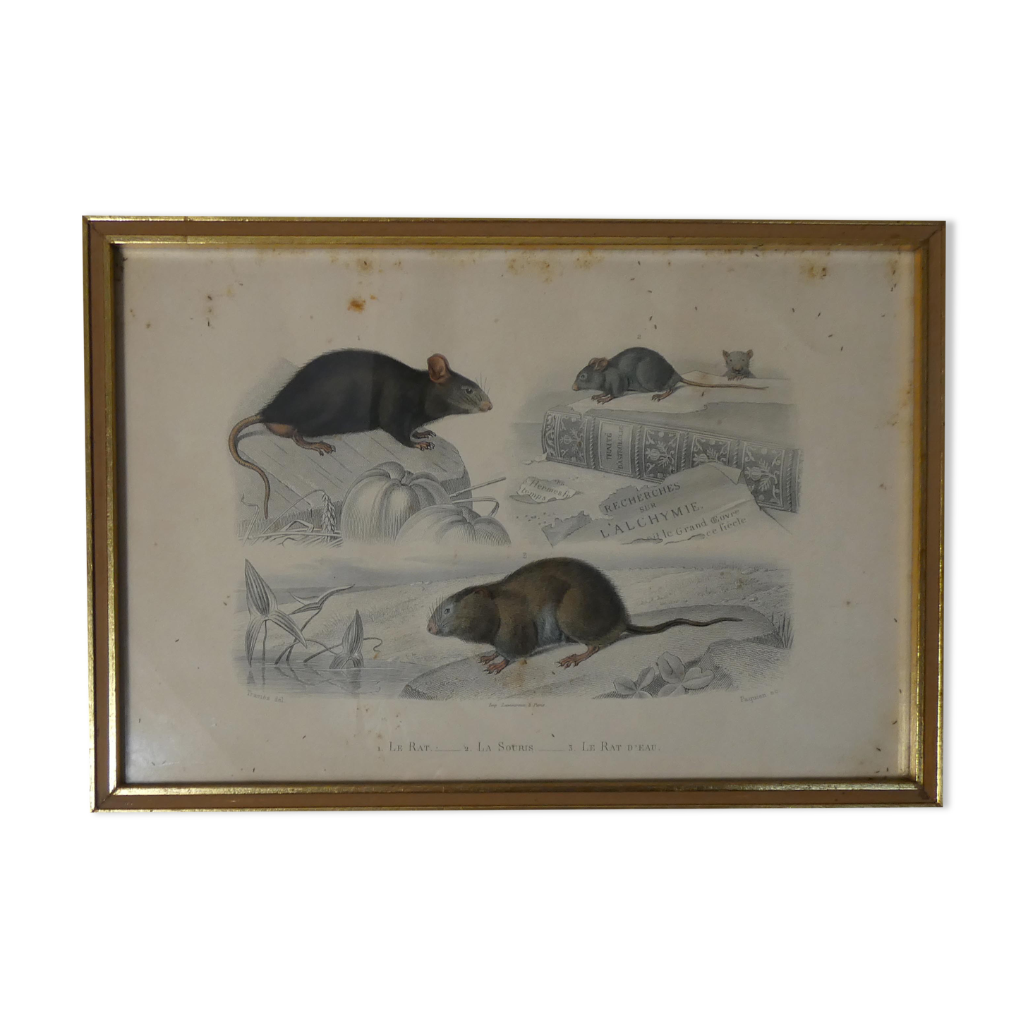 Old animal engraving framed rat mouse