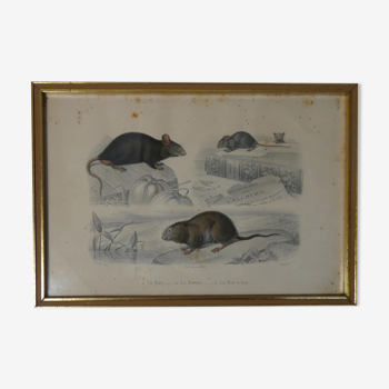 Old animal engraving framed rat mouse
