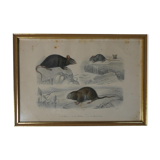 Ancienne gravure animalière encadrée rat souris