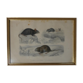 Old animal engraving framed rat mouse