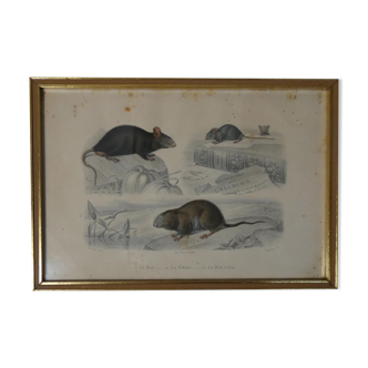 Ancienne gravure animalière encadrée rat souris