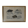 Ancienne gravure animalière encadrée rat souris