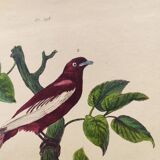 Antique engraving from 1839 - Apple tree and Pompadour - Hand-colored plate