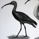 Engraving birds - chalcography of the louvre original. de redouté - ibis sacré and ibis noir