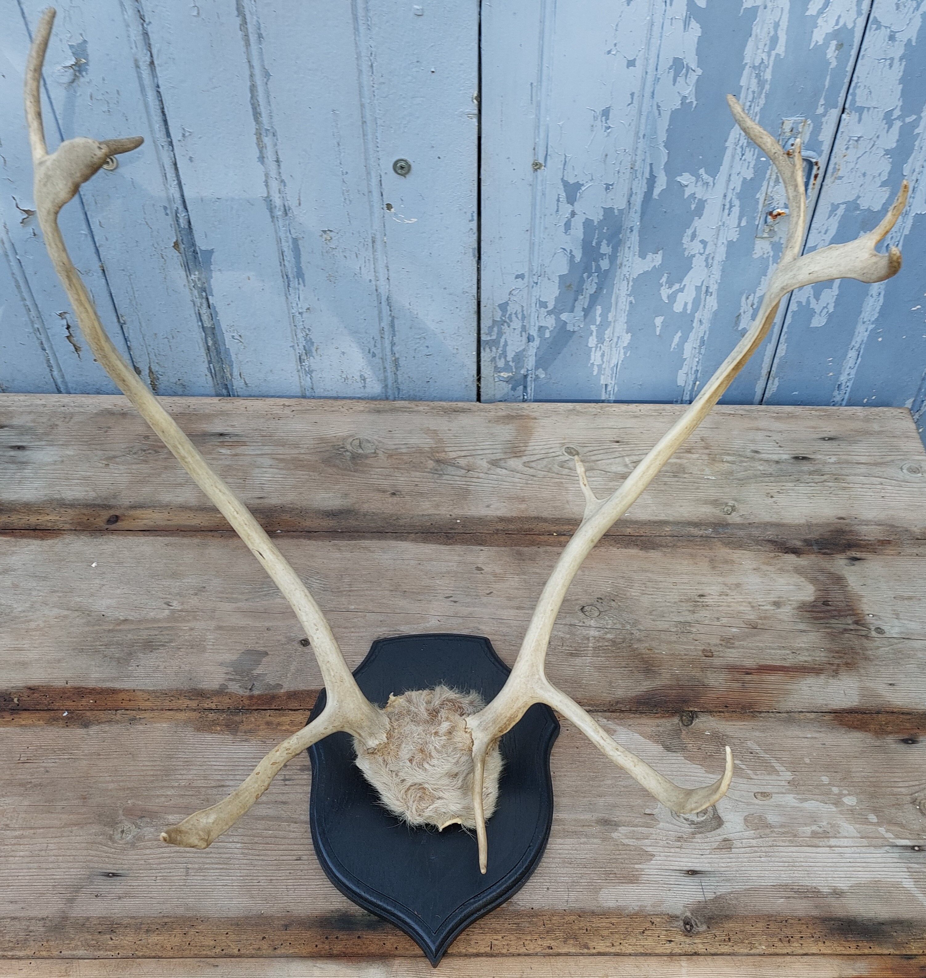 Reindeer trophy