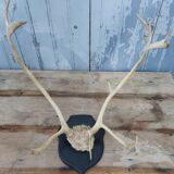 Reindeer trophy