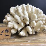 Coral cluster