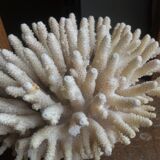 Ancient white coral bouquet
