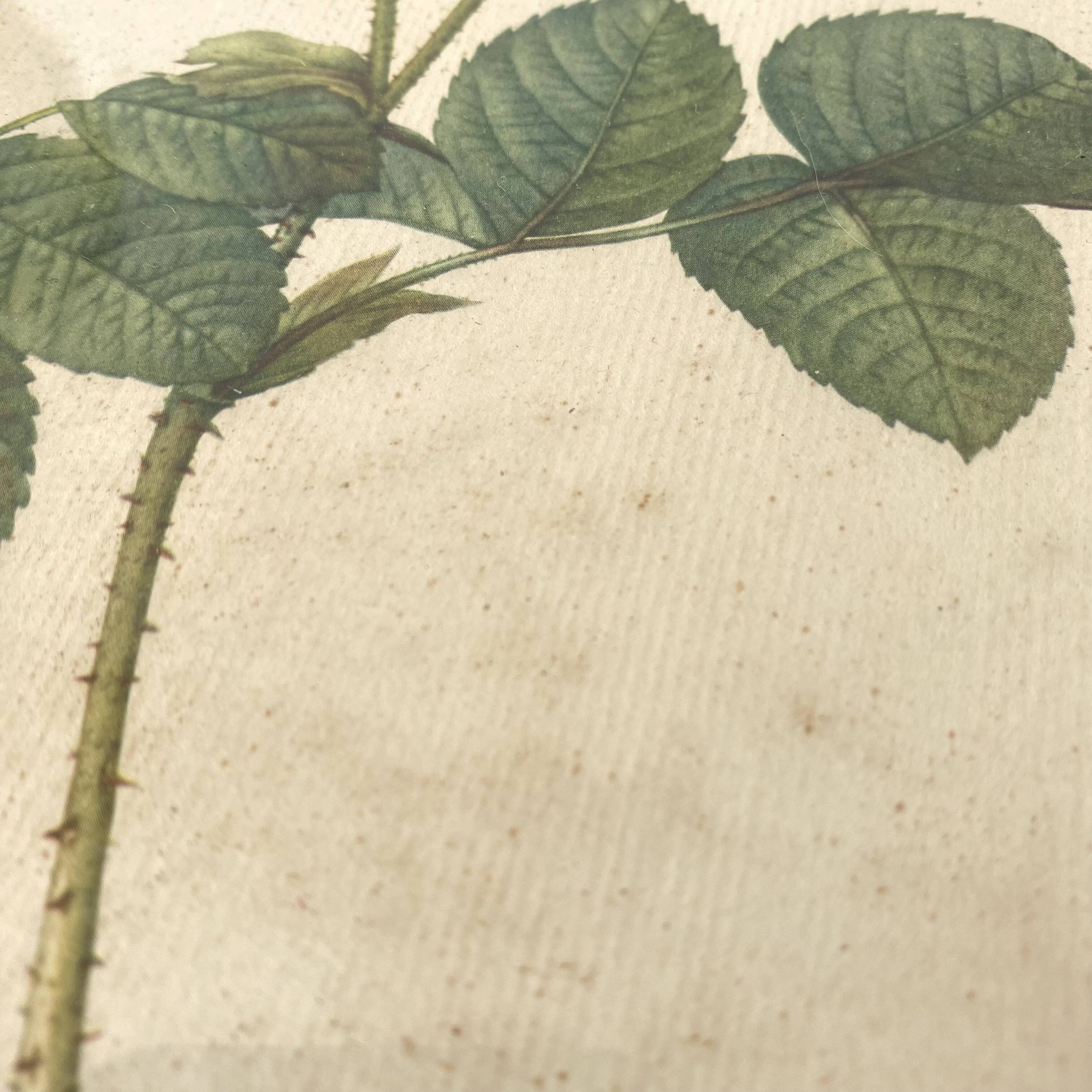 Framed pink botanical board