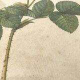 Framed pink botanical board