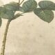 Planche botanique rose encadrée