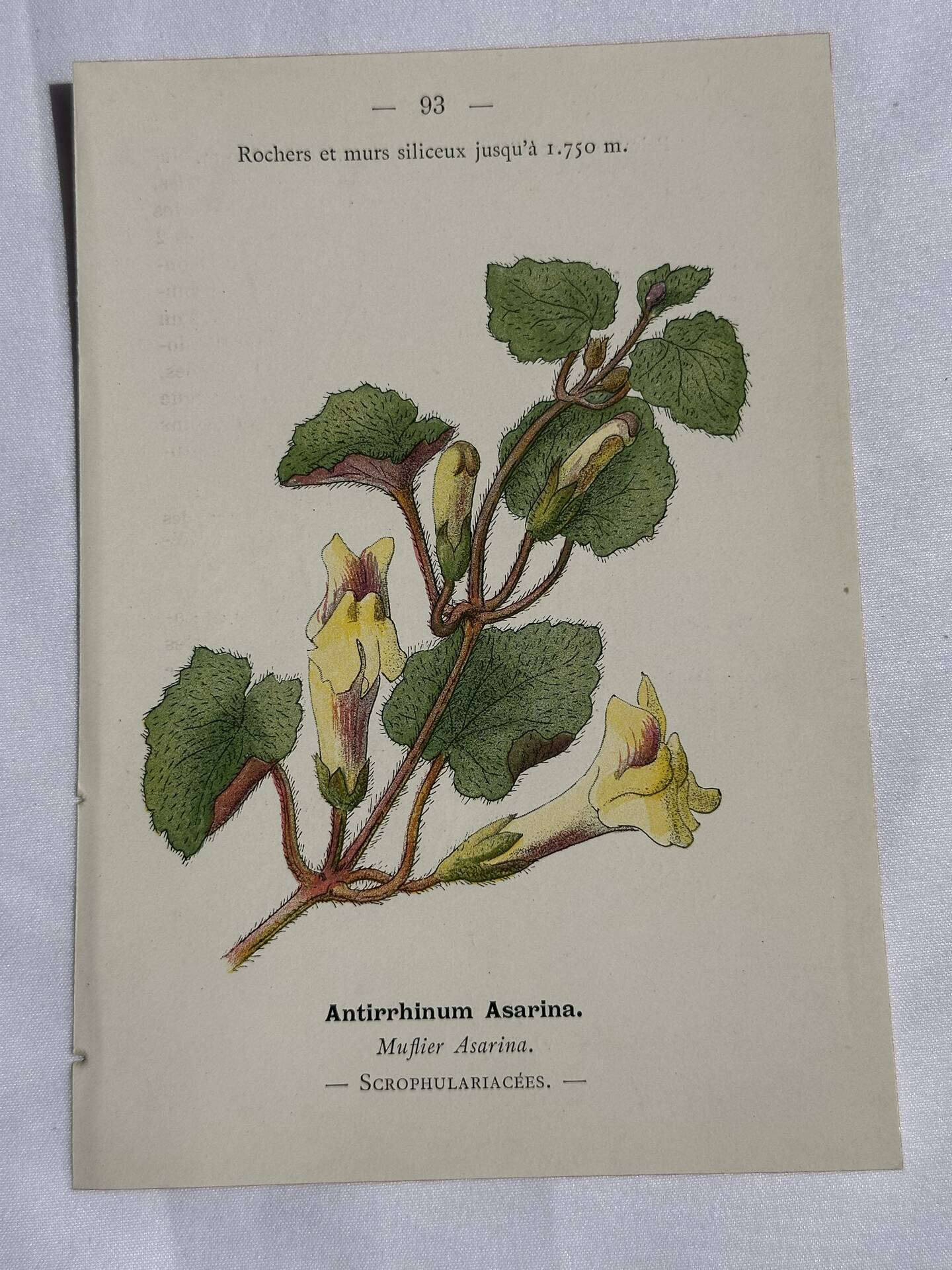 Gravure Botanique Ancienne XIXe – Lithographies Naturalistes  Fleurs &