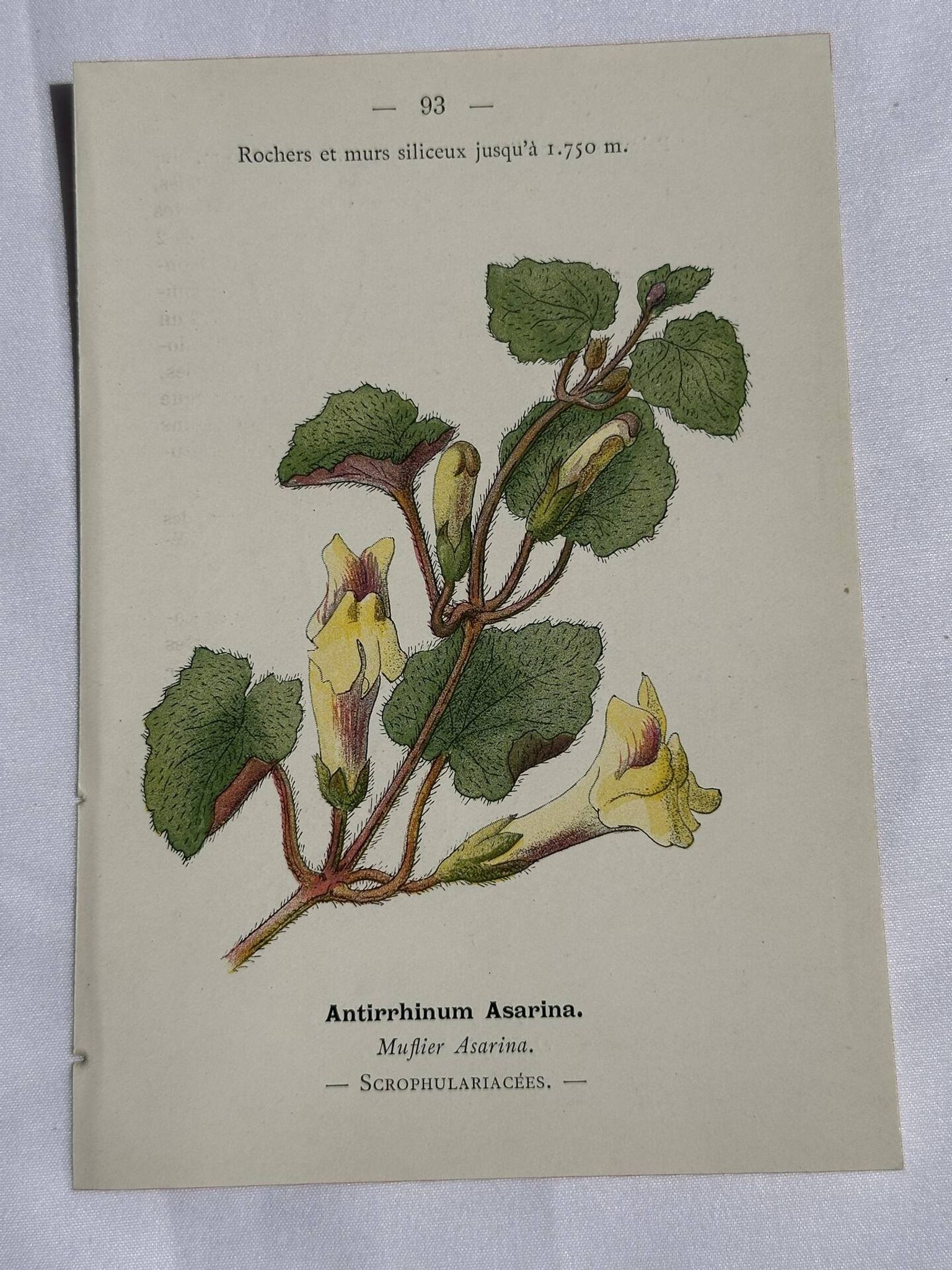 Gravure Botanique Ancienne XIXe – Lithographies Naturalistes  Fleurs &