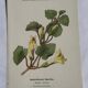 Gravure Botanique Ancienne XIXe – Lithographies Naturalistes  Fleurs &
