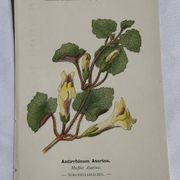 Gravure Botanique Ancienne XIXe – Lithographies Naturalistes  Fleurs &