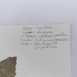 Set of 6 herbarium boards No.4
