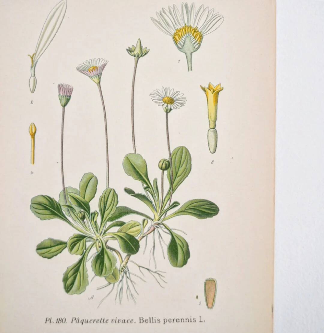 Old botanical plates in colour Perennial daisy
