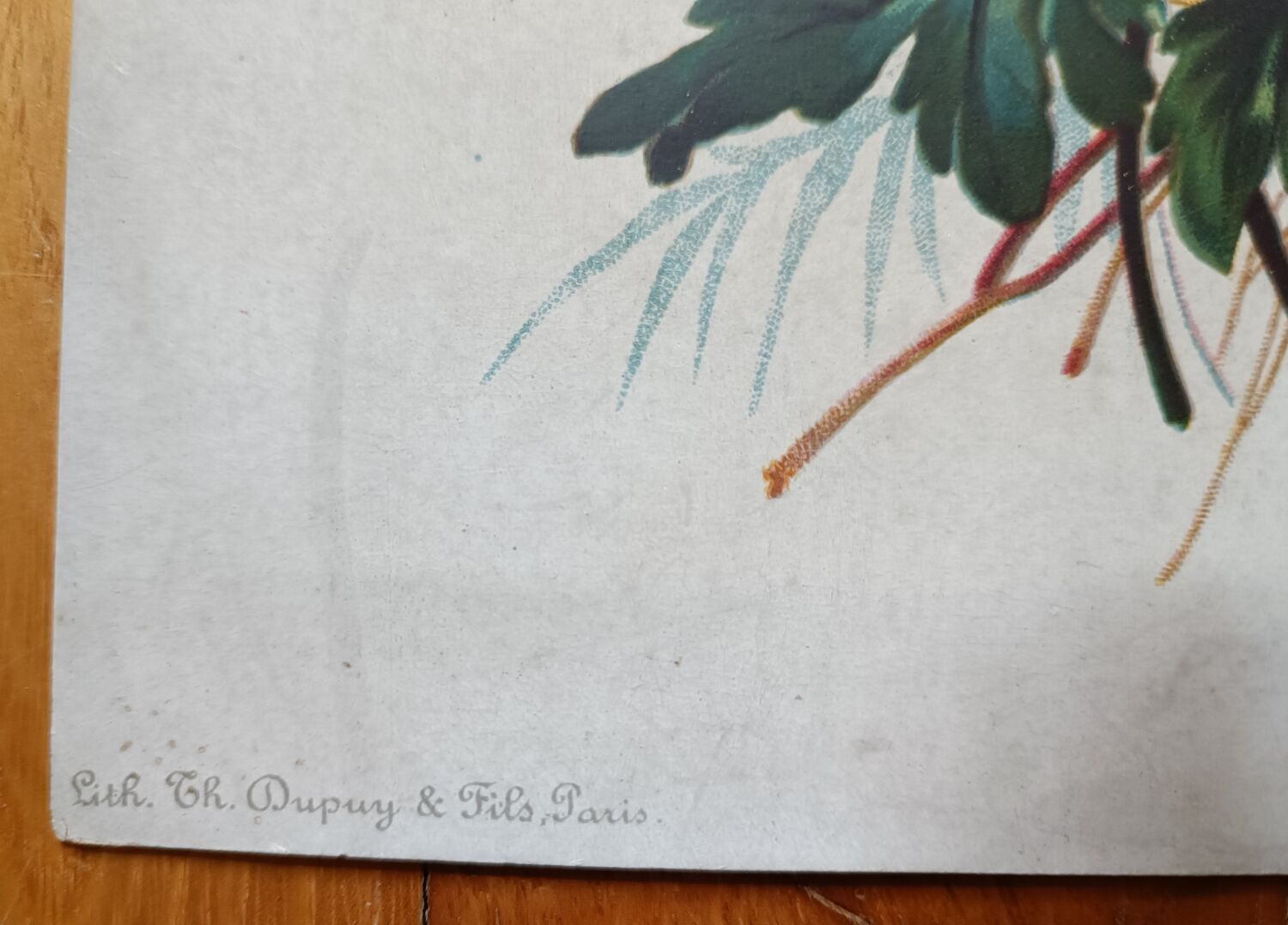 Lithograph bouquet of flowers of the tricolor field