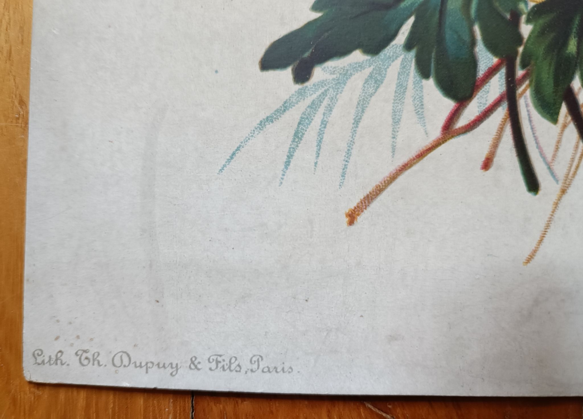 Lithographie bouquet de fleurs des champs tricolore
