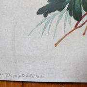 Lithographie bouquet de fleurs des champs tricolore