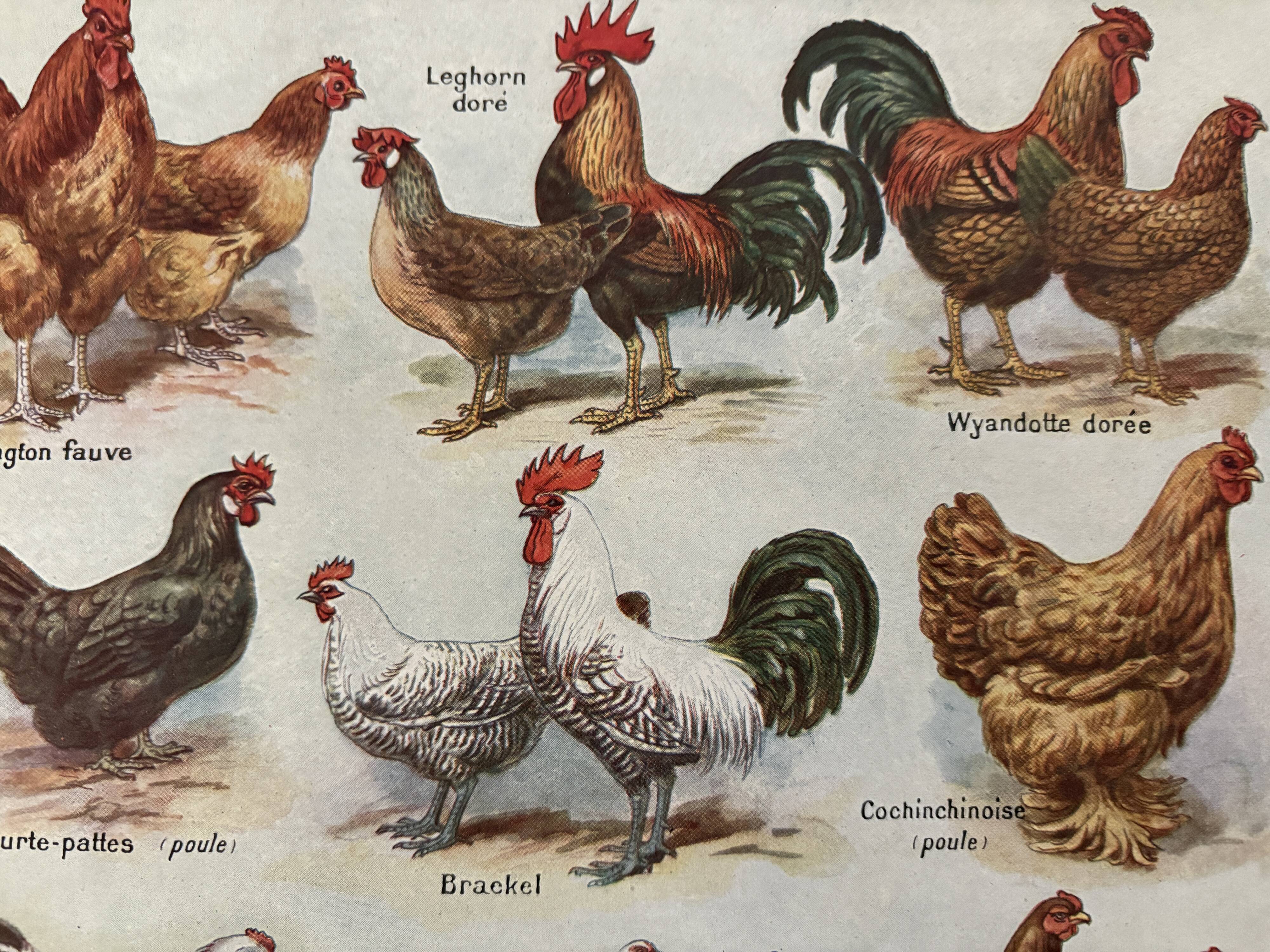 Lithograph on chickens (XXXV) - 1920