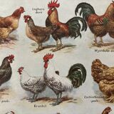 Lithograph on chickens (XXXV) - 1920