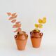 Pair of terracotta amphora vases