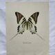 Gravure ancienne papillon planche botanique vintage
