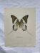 Vintage botanical print of an old butterfly.